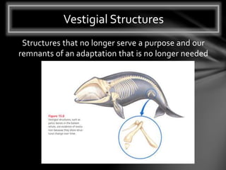 Structures that no longer serve a purpose and our
remnants of an adaptation that is no longer needed
Vestigial Structures
 