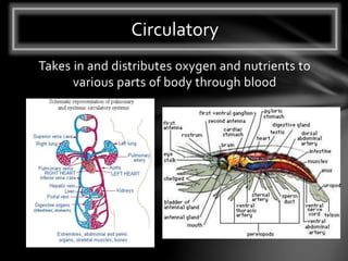 Takes in and distributes oxygen and nutrients to
various parts of body through blood
Circulatory
 