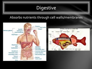Absorbs nutrients through cell walls/membranes
Digestive
 