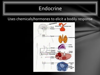 Uses chemicals/hormones to elicit a bodily response
Endocrine
 