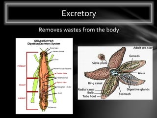 Removes wastes from the body
Excretory
 