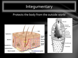 Protects the body from the outside world
Integumentary
 