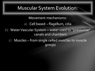 Movement mechanisms:
a) Cell based – flagellum, cilia
b) Water Vascular System – water used to “pressurize”
canals and chambers
c) Muscles – from single celled muscles to muscle
groups
Muscular System Evolution:
 