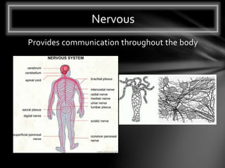 Provides communication throughout the body
Nervous
 
