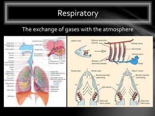 The exchange of gases with the atmosphere
Respiratory
 
