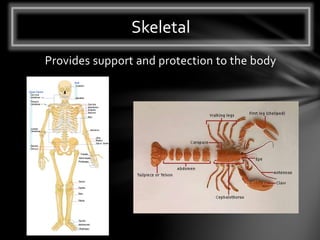 Provides support and protection to the body
Skeletal
 