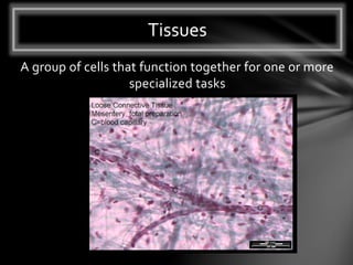A group of cells that function together for one or more
specialized tasks
Tissues
 