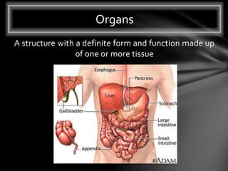 A structure with a definite form and function made up
of one or more tissue
Organs
 