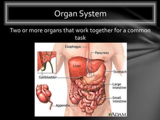 Two or more organs that work together for a common
task
Organ System
 