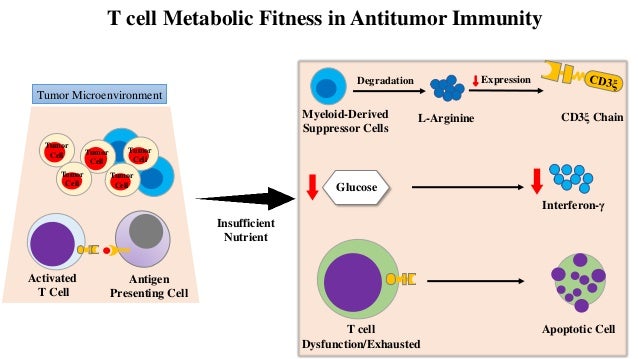 L-arginine modulates T cell metabolism and enhances survival and anti…