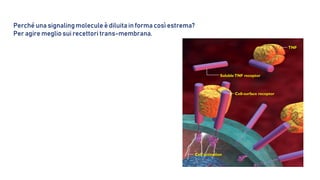 TNF
Cell-surface receptor
SolubleTNF receptor
Cell activation
Perché una signalingmolecule è diluita in forma così estrema?
Per agire meglio sui recettori trans-membrana.
 