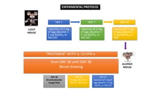 EXPERIMENTAL PROTOCOL
DAY 1
Injection of 1 mg
of egg-albumin +
5 mg Al(OH)3 in
PBS (IP)
DAY 7
Injection of 1 mg
of egg-albumin +
5 mg Al(OH)3 in
PBS (IP)
DAY 13
Aerosol of 1 mg
of egg-albumin +
5 mg Al(OH)3 in
PBS
from DAY 18 until DAY 38
Blood drawing
TREATMENT WITH IL-12+IFN-γ
LUCKY
MOUSE
ALLERGIC
MOUSE
DAY 27
Injection of 1 mg of
egg-albumin + 5 mg
Al(OH)3 in PBS (IP)
DAY 30
5% egg-albumin in
PBS 0,5. (Aerosol)
DAY 38
Bronchoalveolar
lavage fluid
 