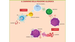 IL CAMMINO DELLA REAZIONE ALLERGICA
 