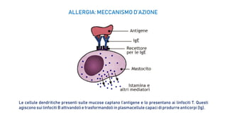 ALLERGIA: MECCANISMO D’AZIONE
Le cellule dendritiche presenti sulle mucose captano l’antigene e lo presentano ai linfociti T. Questi
agiscono sui linfociti B attivandoli e trasformandoli in plasmacellule capaci di produrre anticorpi (Ig).
 