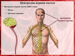 Централни нервни систем
 Централни нервни систем (ЦНС) чине:
 Мозак
 Кичмена мождина
 