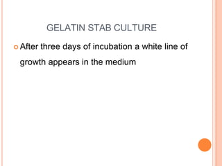 GELATIN STAB CULTURE
 After three days of incubation a white line of
growth appears in the medium
 