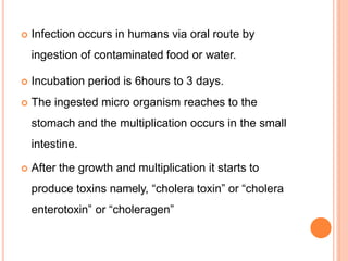  Infection occurs in humans via oral route by
ingestion of contaminated food or water.
 Incubation period is 6hours to 3 days.
 The ingested micro organism reaches to the
stomach and the multiplication occurs in the small
intestine.
 After the growth and multiplication it starts to
produce toxins namely, “cholera toxin” or “cholera
enterotoxin” or “choleragen”
 