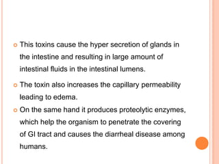  This toxins cause the hyper secretion of glands in
the intestine and resulting in large amount of
intestinal fluids in the intestinal lumens.
 The toxin also increases the capillary permeability
leading to edema.
 On the same hand it produces proteolytic enzymes,
which help the organism to penetrate the covering
of GI tract and causes the diarrheal disease among
humans.
 