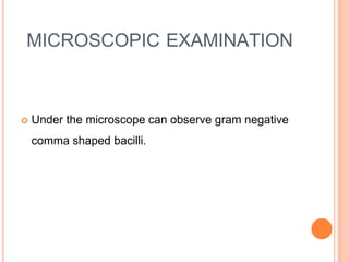 MICROSCOPIC EXAMINATION
 Under the microscope can observe gram negative
comma shaped bacilli.
 