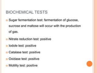 BIOCHEMICAL TESTS
 Sugar fermentation test: fermentation of glucose,
sucrose and maltose will occur with the production
of gas.
 Nitrate reduction test: positive
 Iodole test: positive
 Catalase test: positive
 Oxidase test: positive
 Motility test: positive
 