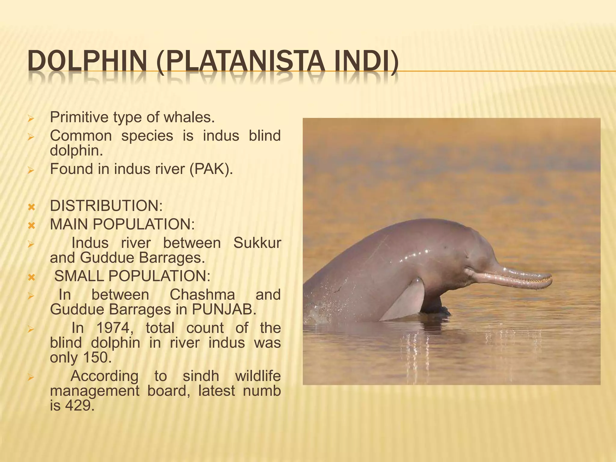 wild-animals-of-pakistan-pptx