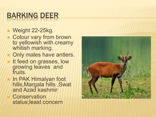 WILD ANIMALS OF PAKISTAN | PPTX