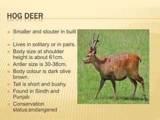 WILD ANIMALS OF PAKISTAN | PPTX