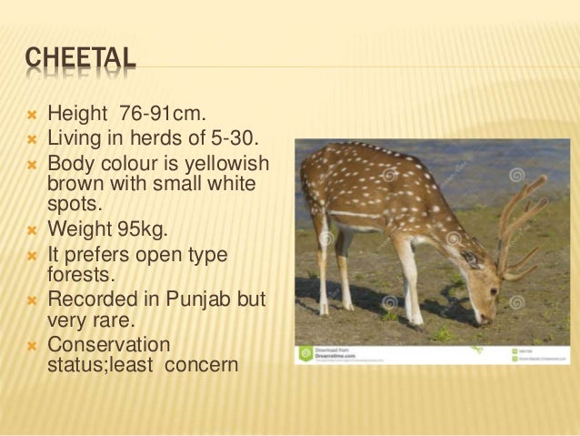 WILD ANIMALS OF PAKISTAN