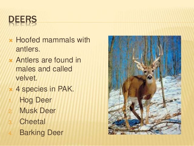 WILD ANIMALS OF PAKISTAN