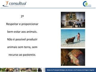 Modo de Produção Biológico de Animais e de Produtos de Origem Vegetal
2º
Respeitar e proporcionar
bem-estar aos animais.
Não é possível produzir
animais sem terra, sem
recurso ao pastoreio.
 