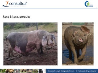 Modo de Produção Biológico de Animais e de Produtos de Origem Vegetal
Raça Bísara, porque:
 