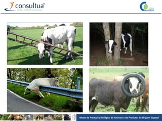 Modo de Produção Biológico de Animais e de Produtos de Origem Vegetal
 