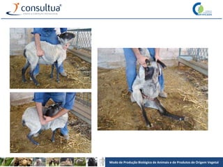 Modo de Produção Biológico de Animais e de Produtos de Origem Vegetal
 