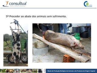 Modo de Produção Biológico de Animais e de Produtos de Origem Vegetal
5º Proceder ao abate dos animais sem sofrimento.
 