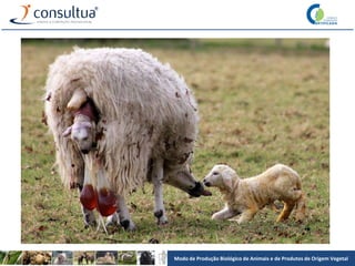 Modo de Produção Biológico de Animais e de Produtos de Origem Vegetal
 