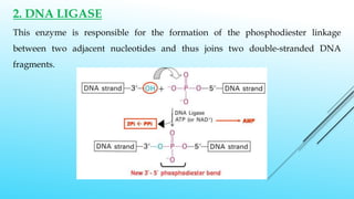 16. A. RECOMBINANT DNA.pptx