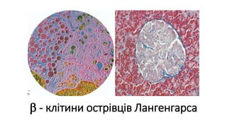  - клітини острівців Лангенгарса
 