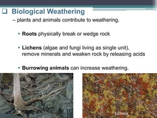  Biological Weathering
– plants and animals contribute to weathering.
 Roots physically break or wedge rock
 Lichens (algae and fungi living as single unit),
remove minerals and weaken rock by releasing acids
 Burrowing animals can increase weathering.
Lichens
 
