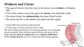 Oviducts and Uterus
• The egg cell travels from the ovary to the uterus via an oviduct, or fallopian
tube
• Cilia in the oviduct convey the egg to the uterus, also called the womb
• The uterus lining, the endometrium, has many blood vessels
• The uterus narrows at the cervix, then opens into the vagina
• normal adult uterus measures approximately
7.2-9.0cm long, 4.5-6.0cm wide and 2.05-3.5 deep
The uterus changes drastically in size during pregnancy to accommodate
the growing baby. When the baby reaches full term, the uterus will be
bigger than five times its original size with a capacity of 500 times.
It'll be 15 times heavier on its own without the baby and the placenta
10
 