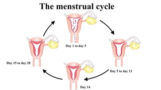 The menstrual cycle
Day 1 to day 5
Day 5 to day 13
Day 14
Day 15 to day 28
 