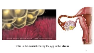 Cilia in the oviduct convey the egg to the uterus
11
 