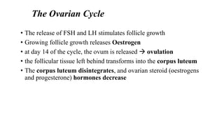 The Ovarian Cycle
• The release of FSH and LH stimulates follicle growth
• Growing follicle growth releases Oestrogen
• at day 14 of the cycle, the ovum is released  ovulation
• the follicular tissue left behind transforms into the corpus luteum
• The corpus luteum disintegrates, and ovarian steroid (oestrogens
and progesterone) hormones decrease
 