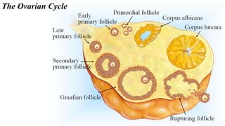 The Ovarian Cycle
 