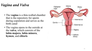 Vagina and Vulva
• The vagina is a thin-walled chamber
that is the repository for sperm
during copulation and serves as the
birth canal
• The vagina opens to the outside at
the vulva, which consists of the
labia majora, labia minora,
hymen, and clitoris
13
 