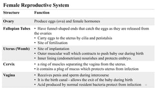 Female Reproductive System
Structure Function
Ovary Produce eggs (ova) and female hormones
Fallopian Tubes • Have funnel-shaped ends that catch the eggs as they are released from
the ovaries
• Carry eggs to the uterus by cilia and peristalsis
• Site of fertilisation
Uterus (Womb) • Site of implantation
• Outer muscular wall which contracts to push baby our during birth
• Inner lining (endometrium) nourishes and protects embryo.
Cervix • a ring of muscles separating the vagina from the uterus.
• it contains a plug of mucus which protects uterus from infection
Vagina • Receives penis and sperm during intercourse
• It is the birth canal - allows the exit of the baby during birth
• Acid produced by normal resident bacteria protect from infection 14
 