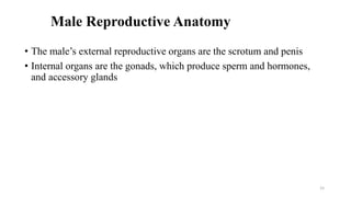 Male Reproductive Anatomy
• The male’s external reproductive organs are the scrotum and penis
• Internal organs are the gonads, which produce sperm and hormones,
and accessory glands
15
 