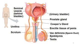 (Sperm Duct)
Cowper’s Gland
18
 
