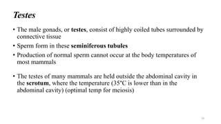 Testes
• The male gonads, or testes, consist of highly coiled tubes surrounded by
connective tissue
• Sperm form in these seminiferous tubules
• Production of normal sperm cannot occur at the body temperatures of
most mammals
• The testes of many mammals are held outside the abdominal cavity in
the scrotum, where the temperature (35°C is lower than in the
abdominal cavity) (optimal temp for meiosis)
19
 