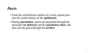 Ducts
• From the seminiferous tubules of a testis, sperm pass
into the coiled tubules of the epididymis
• During ejaculation, sperm are propelled through the
muscular vas deferens and the ejaculatory duct, and
then exit the penis through the urethra
20
 