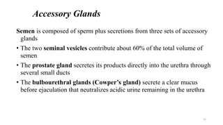 Accessory Glands
Semen is composed of sperm plus secretions from three sets of accessory
glands
• The two seminal vesicles contribute about 60% of the total volume of
semen
• The prostate gland secretes its products directly into the urethra through
several small ducts
• The bulbourethral glands (Cowper’s gland) secrete a clear mucus
before ejaculation that neutralizes acidic urine remaining in the urethra
22
 